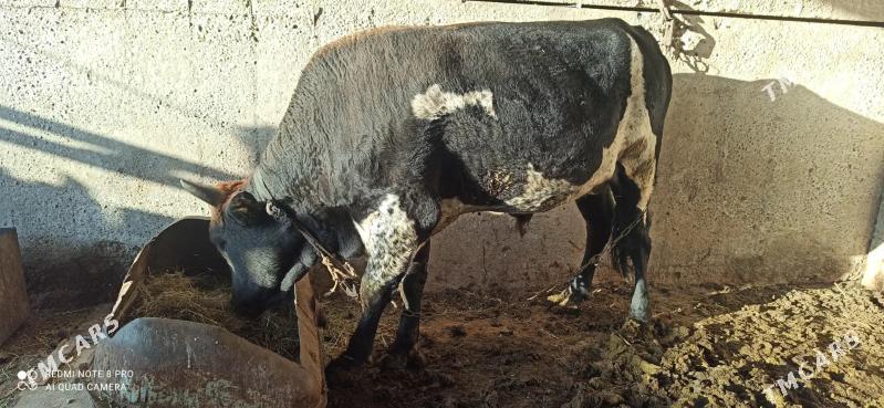 Okuz. - Ак-Бугдайский этрап - img 4