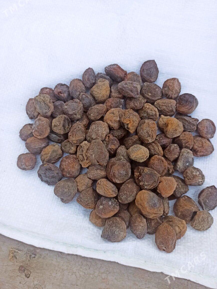 Kak - Туркменгала - img 3