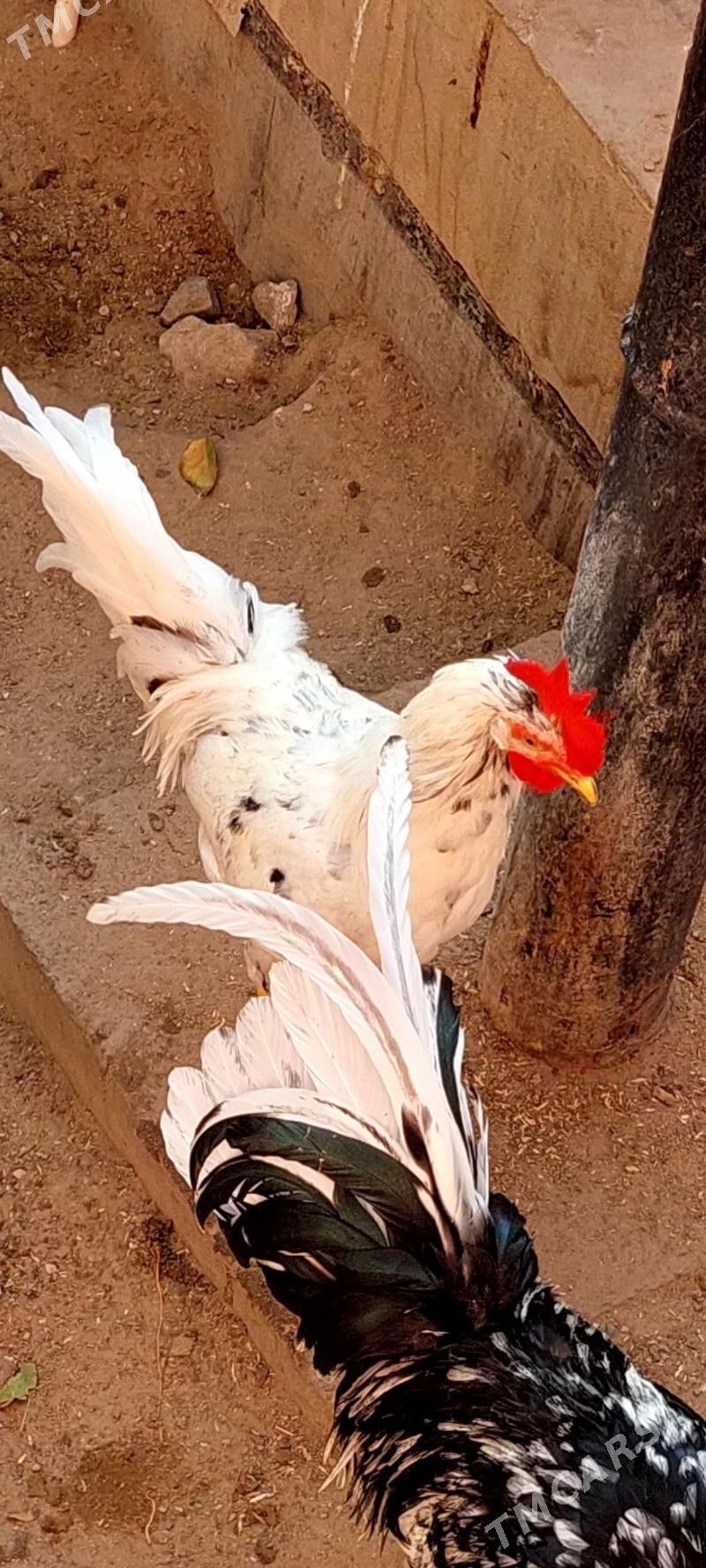 Лигорн хорозлар - Туркменбаши - img 5