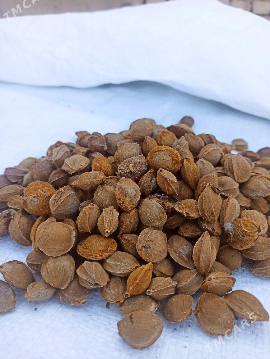 Kak - Туркменгала - img 2