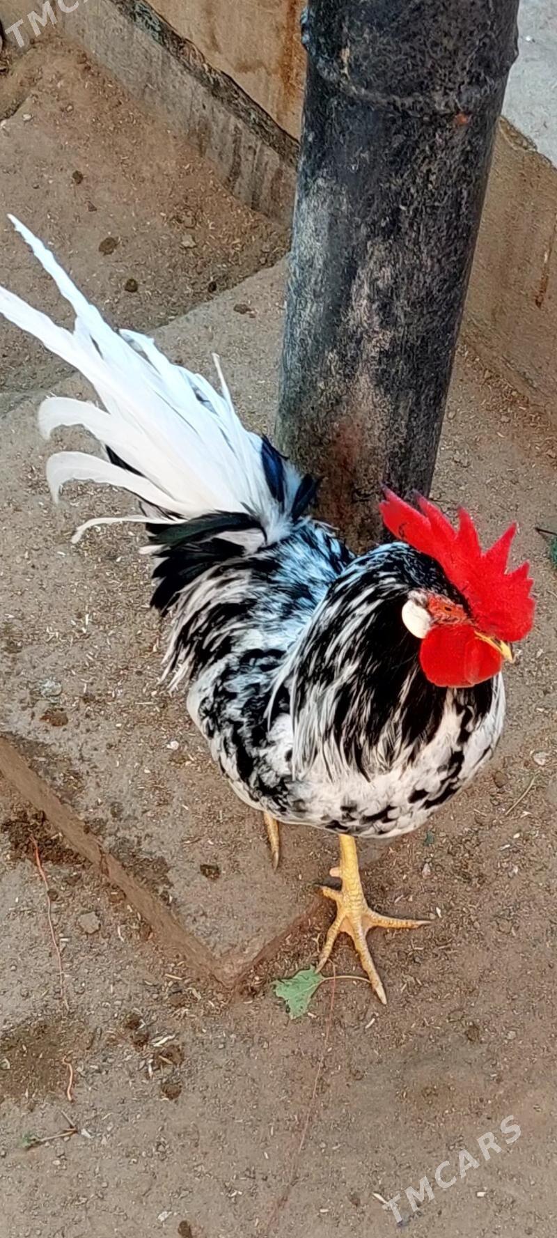 Лигорн хорозлар - Туркменбаши - img 3