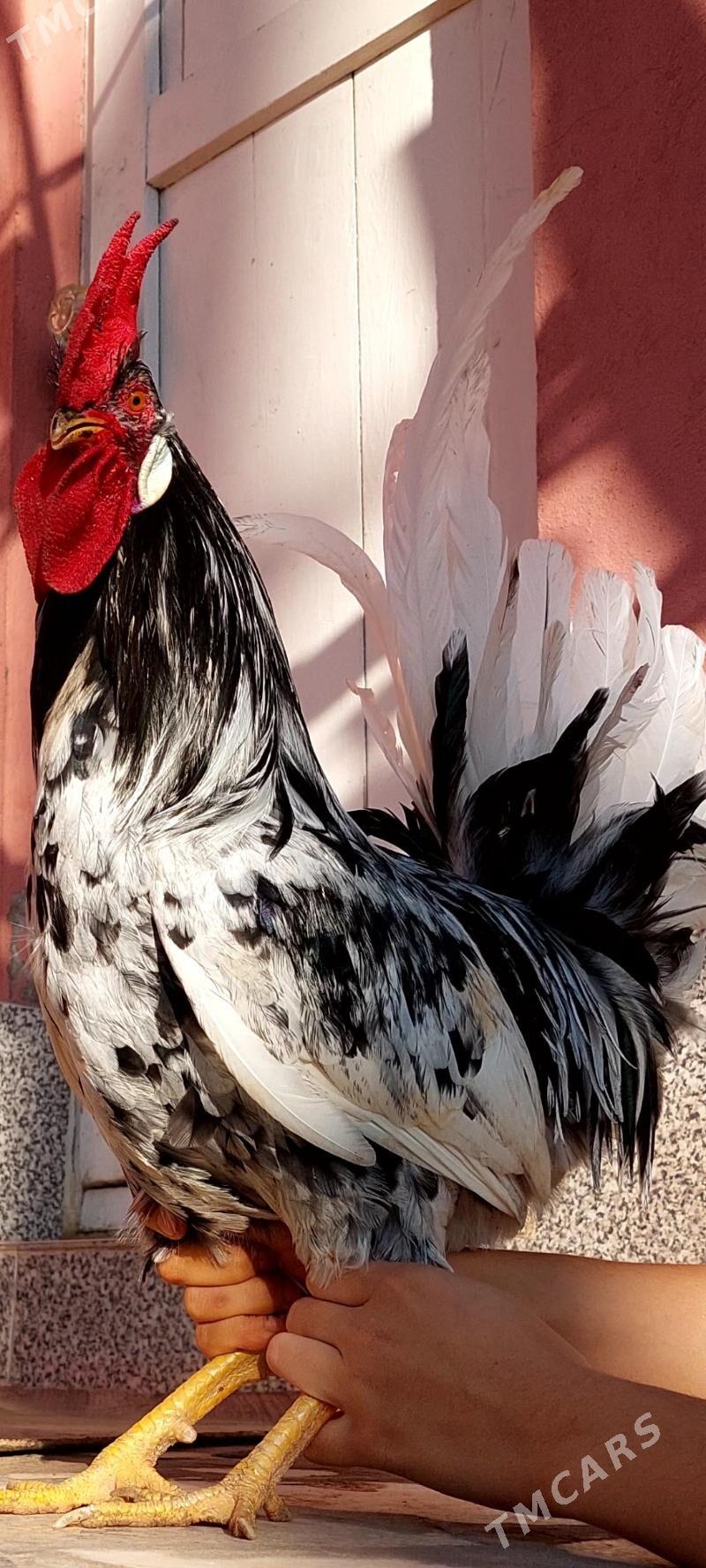 Лигорн хорозлар - Туркменбаши - img 2