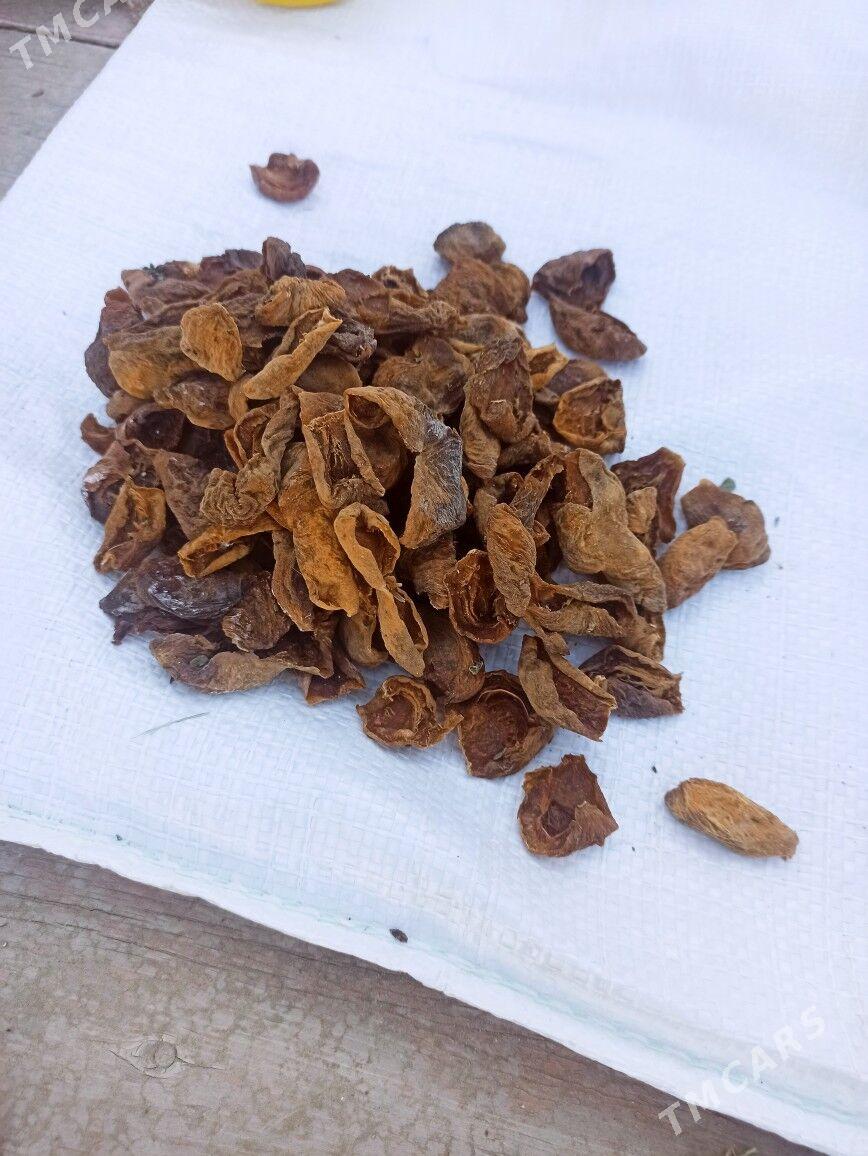 Kak - Туркменгала - img 1