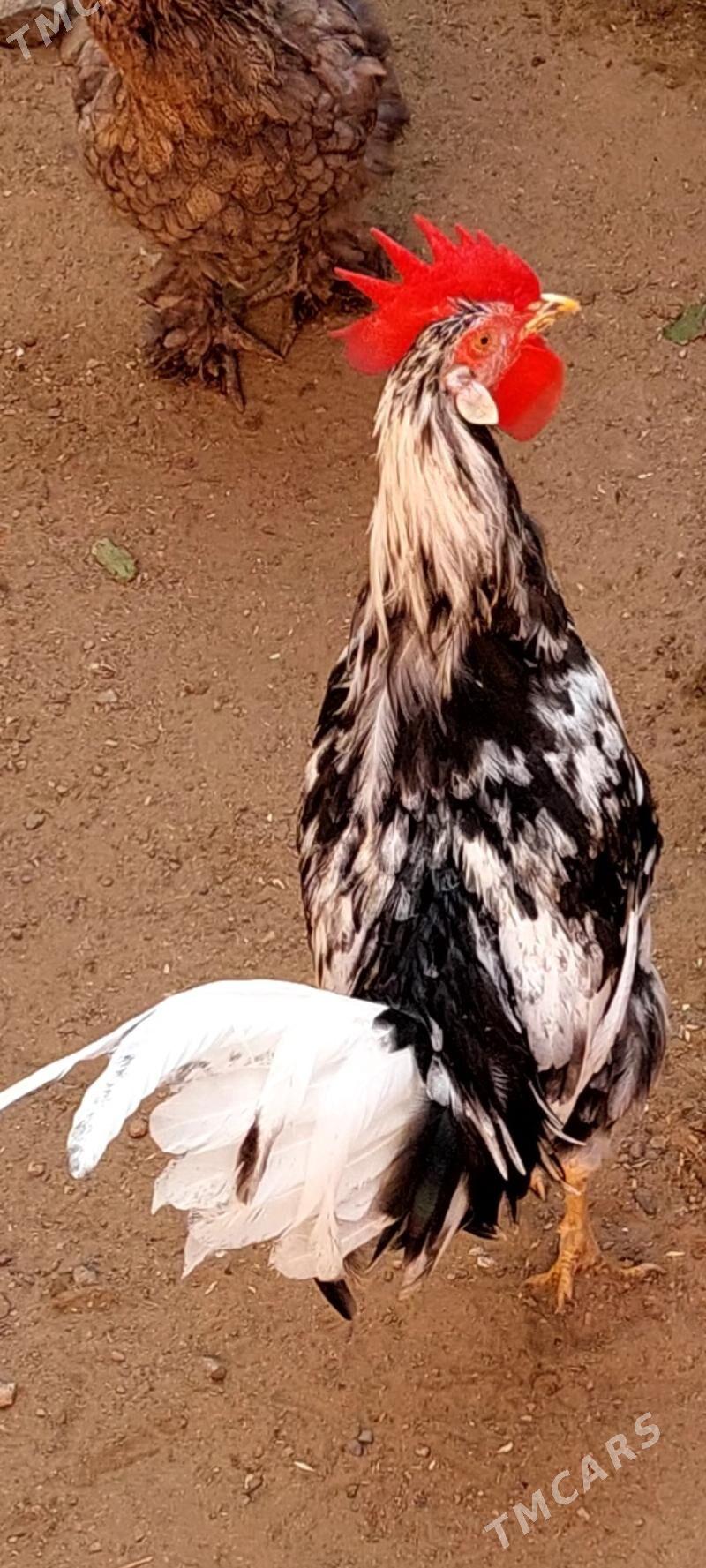 Лигорн хорозлар - Туркменбаши - img 4