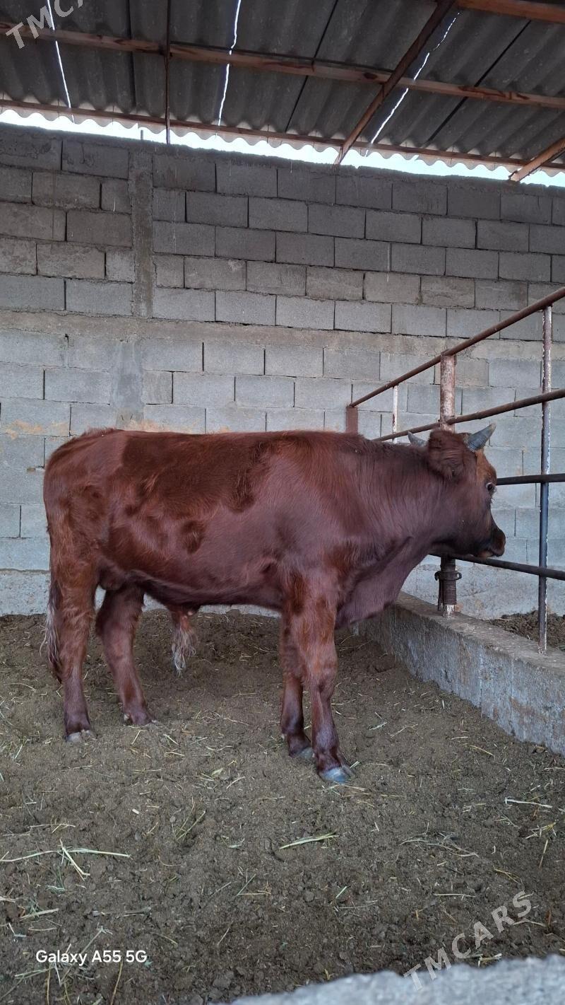 Okuz - Гёкдепе - img 2