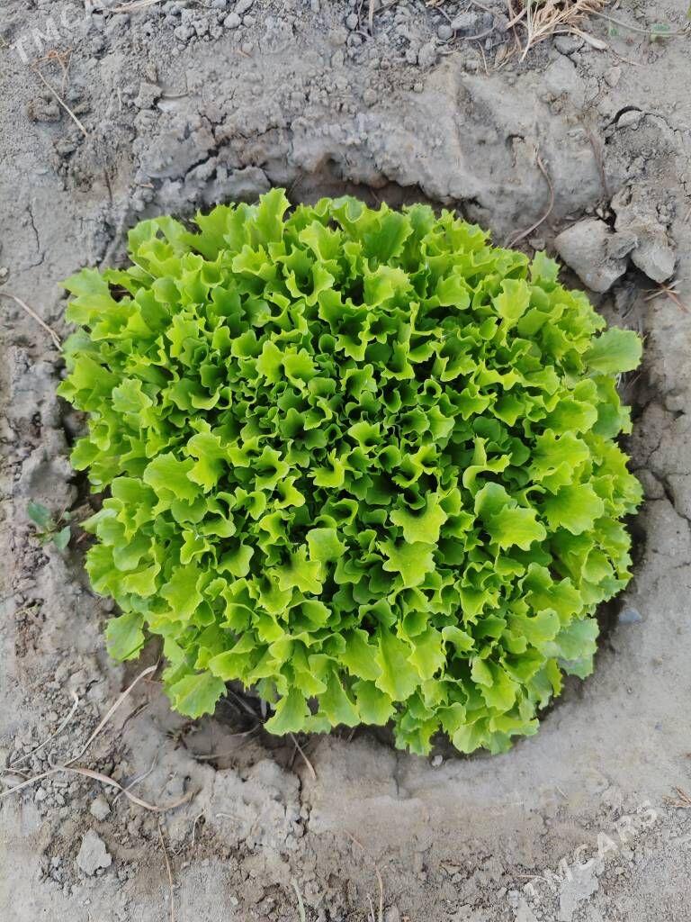 Salat ot tohumy - Aşgabat - img 2