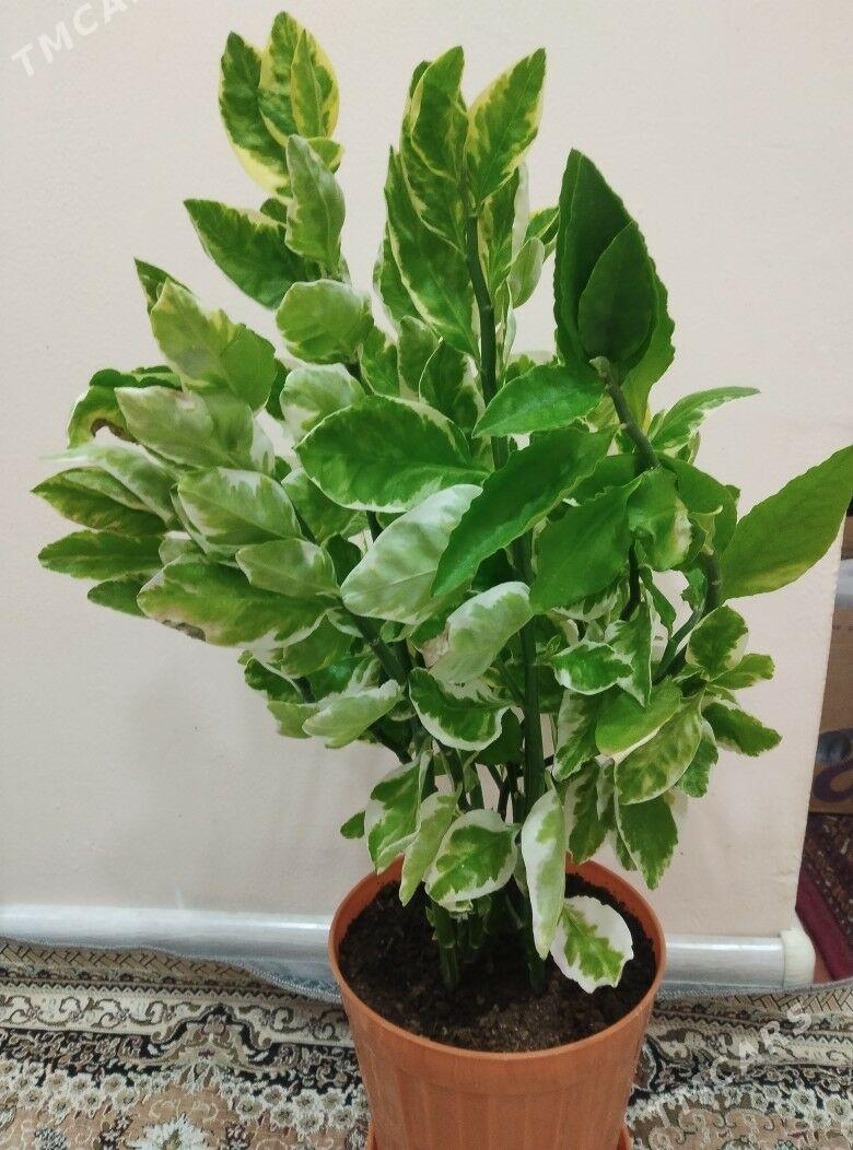 gul - 4 мкр - img 2