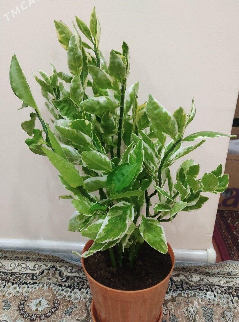 gul - 4 мкр - img 1