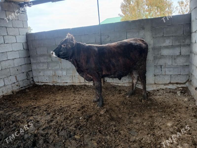 okuz bakylyk - Бузмеин - img 1