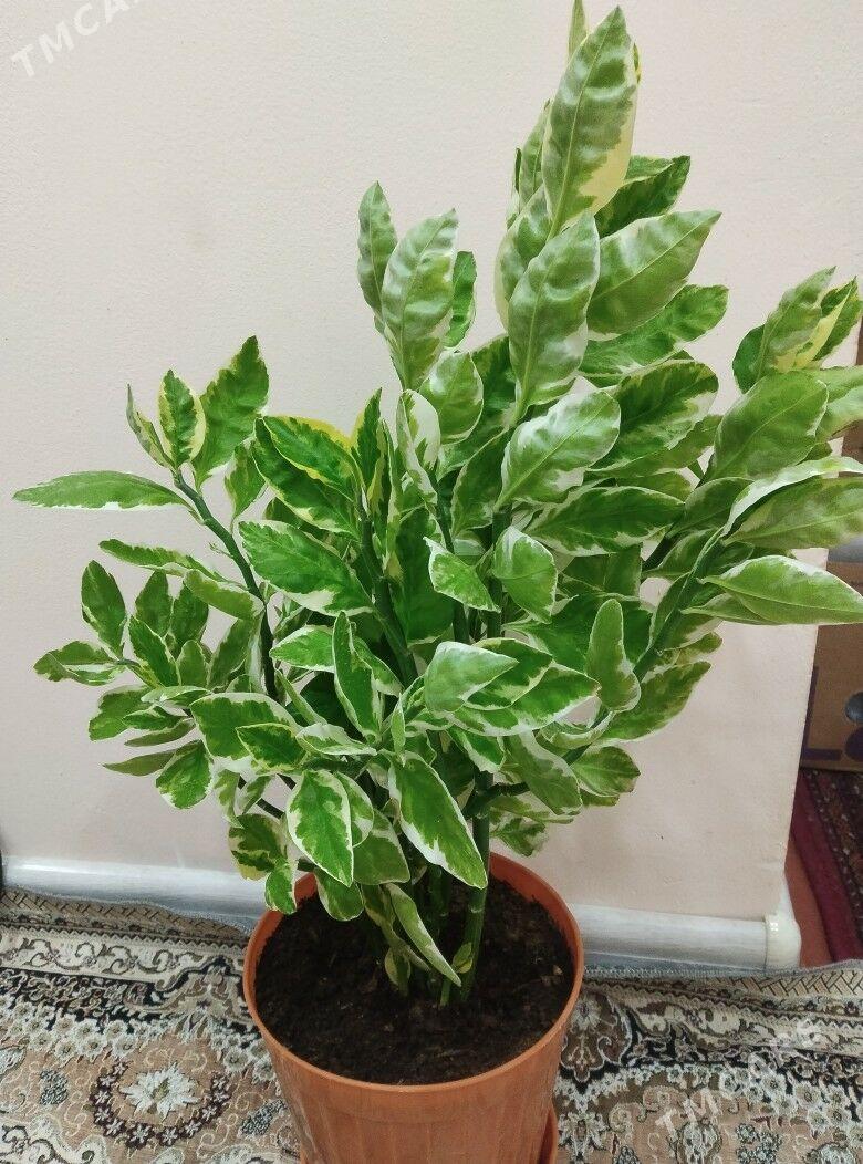 gul - 4 мкр - img 3