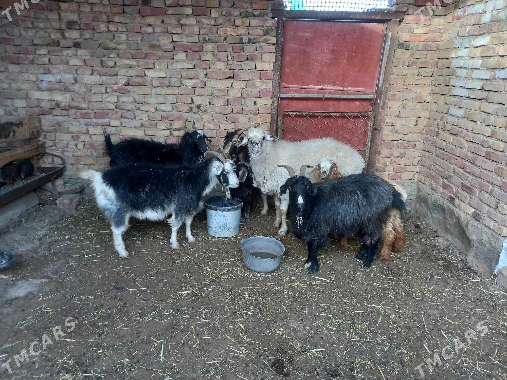 geci - Берекет - img 2