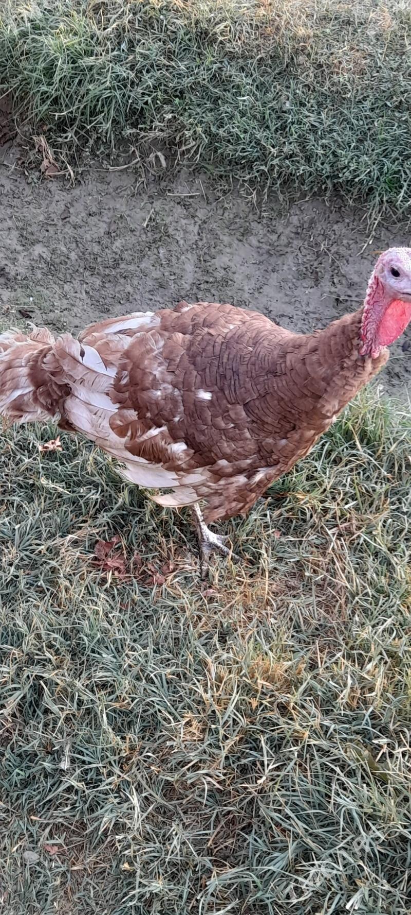 owgan induk erkek - Bäherden - img 3