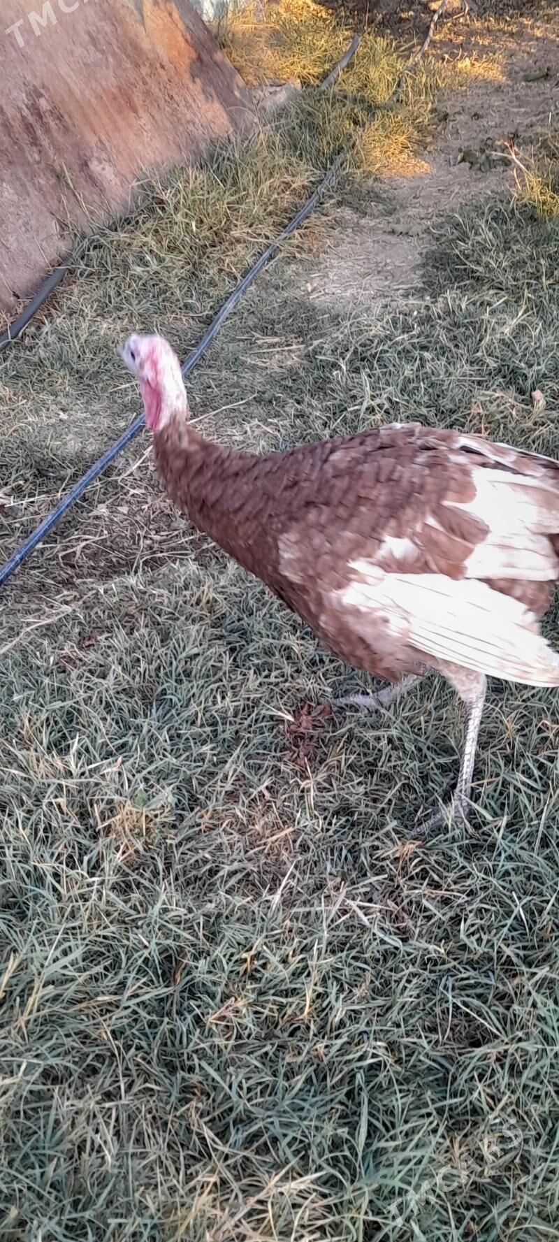 owgan induk erkek - Bäherden - img 2