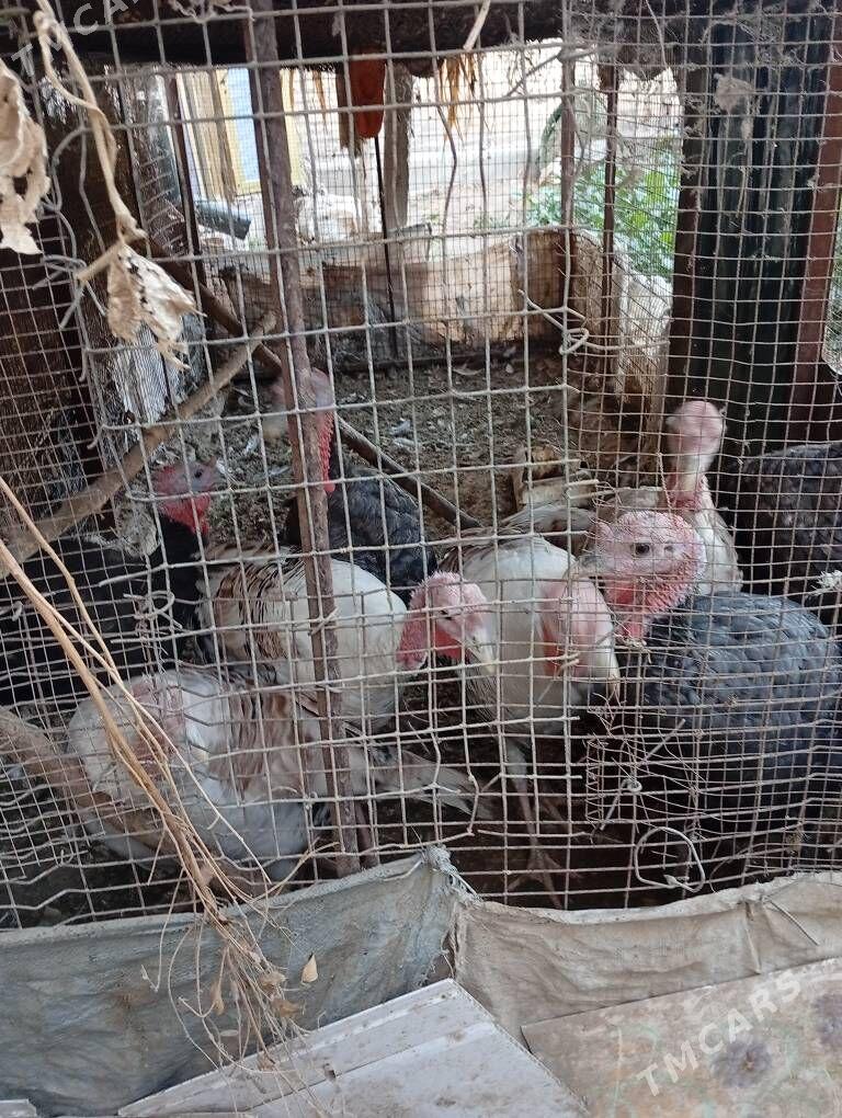 индюк - Çärjew - img 1