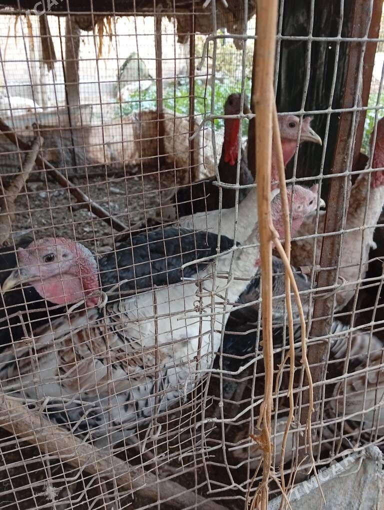 индюк - Çärjew - img 2