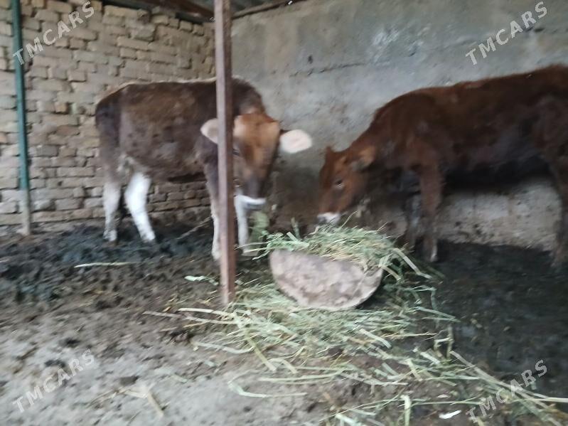 tuwe - Багир - img 4