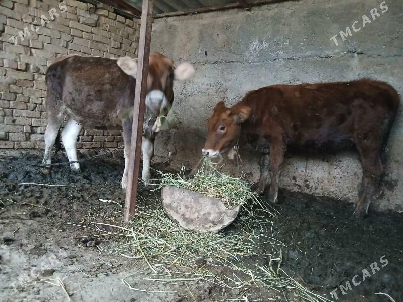 tuwe - Багир - img 5