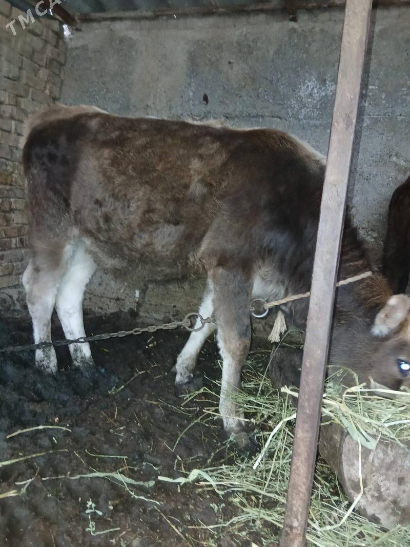 tuwe - Багир - img 3