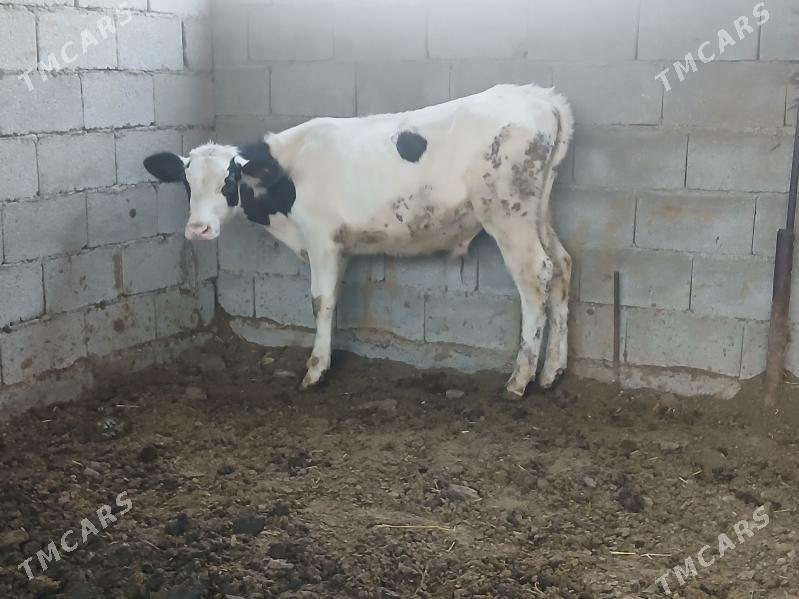 kanatka okuz arginal - Büzmeýin - img 2