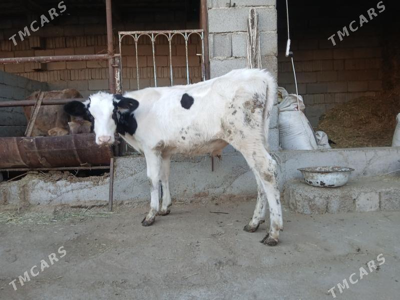 kanatka okuz arginal - Büzmeýin - img 3