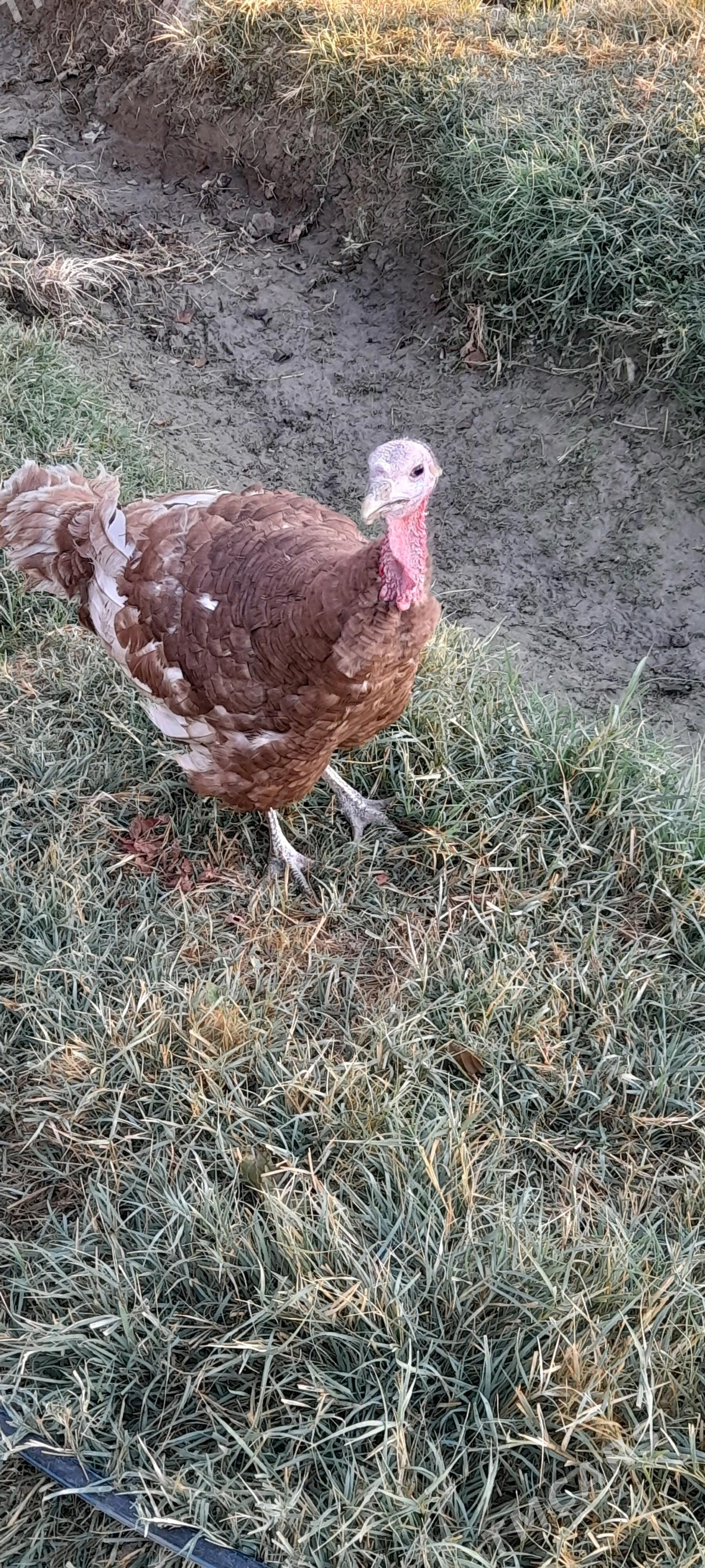 owgan induk erkek - Bäherden - img 1