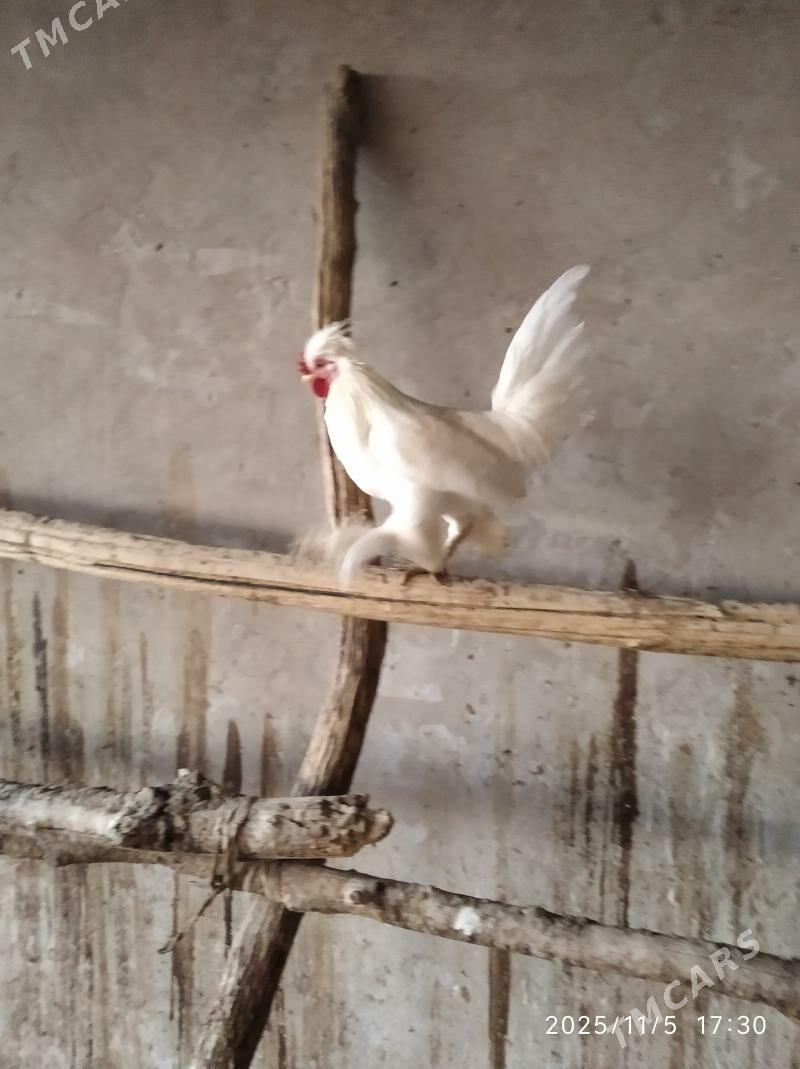 карлик - Фарап - img 3