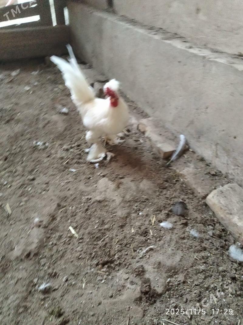 карлик - Фарап - img 2