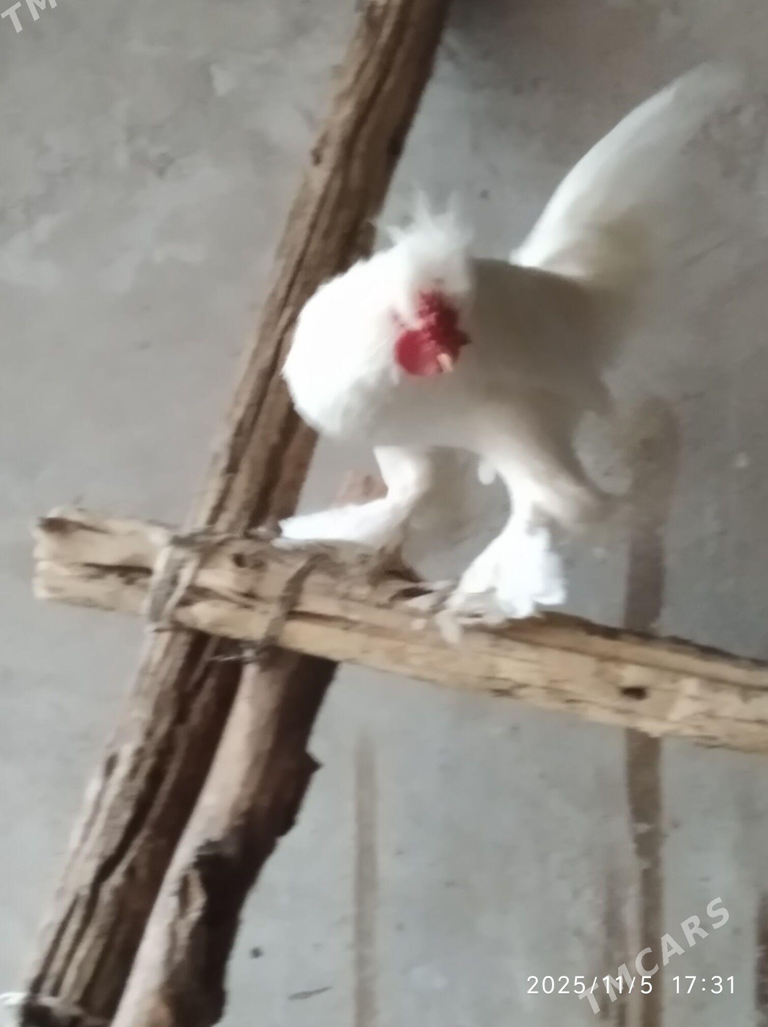 карлик - Фарап - img 4