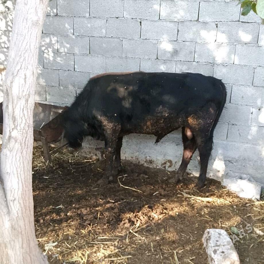 öküz 2-ýaşar - Bäherden - img 1