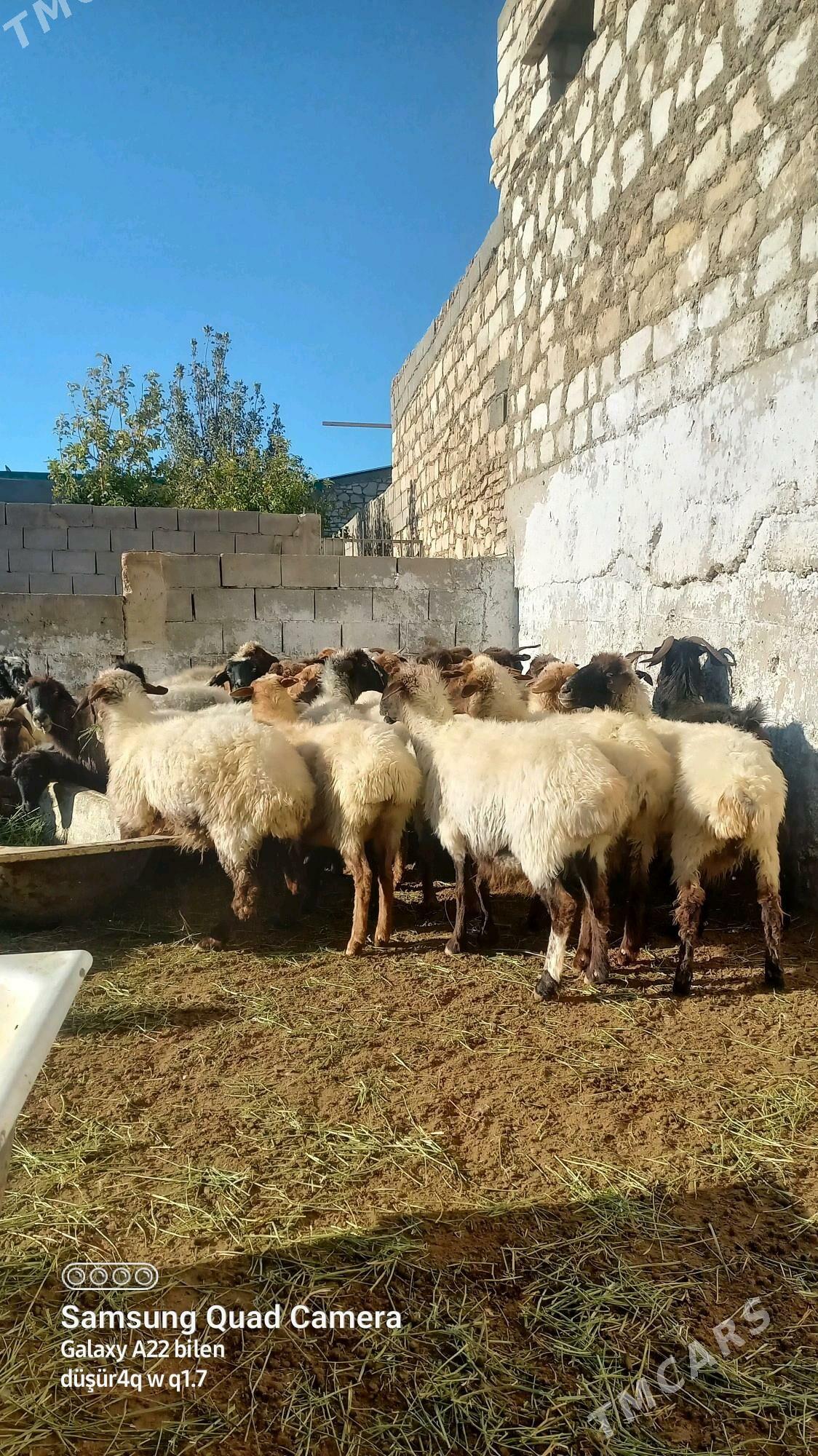 Goýyn - Балканабат - img 1