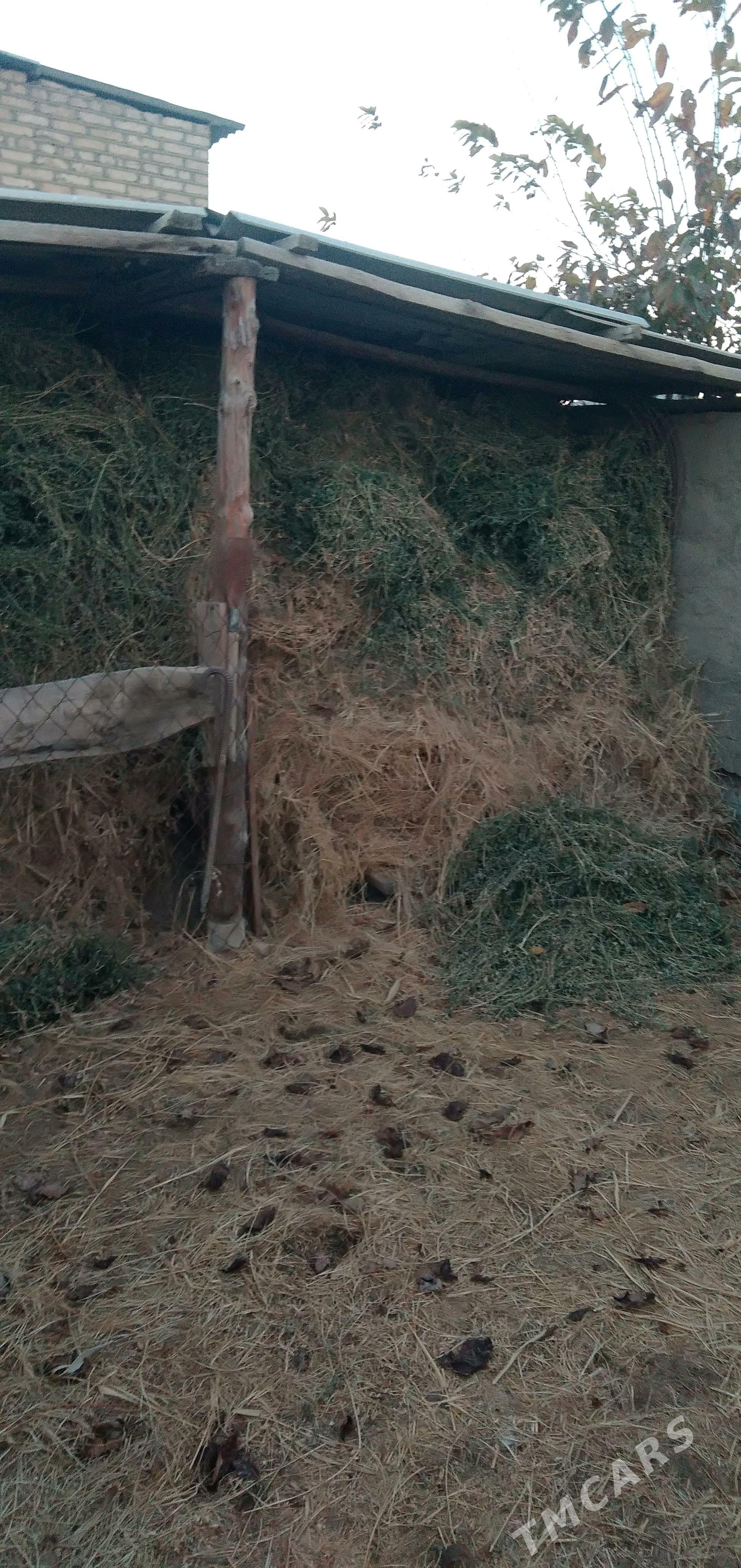 Ёрунжа 2 телешка . - Mary - img 2