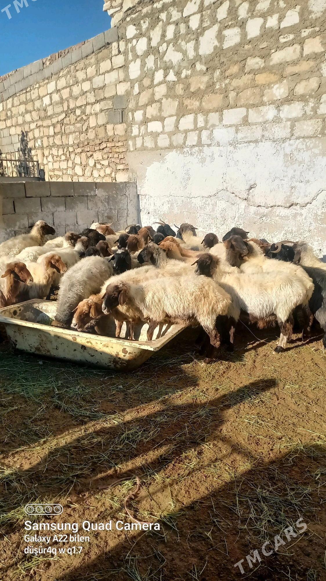 Goýyn - Балканабат - img 3