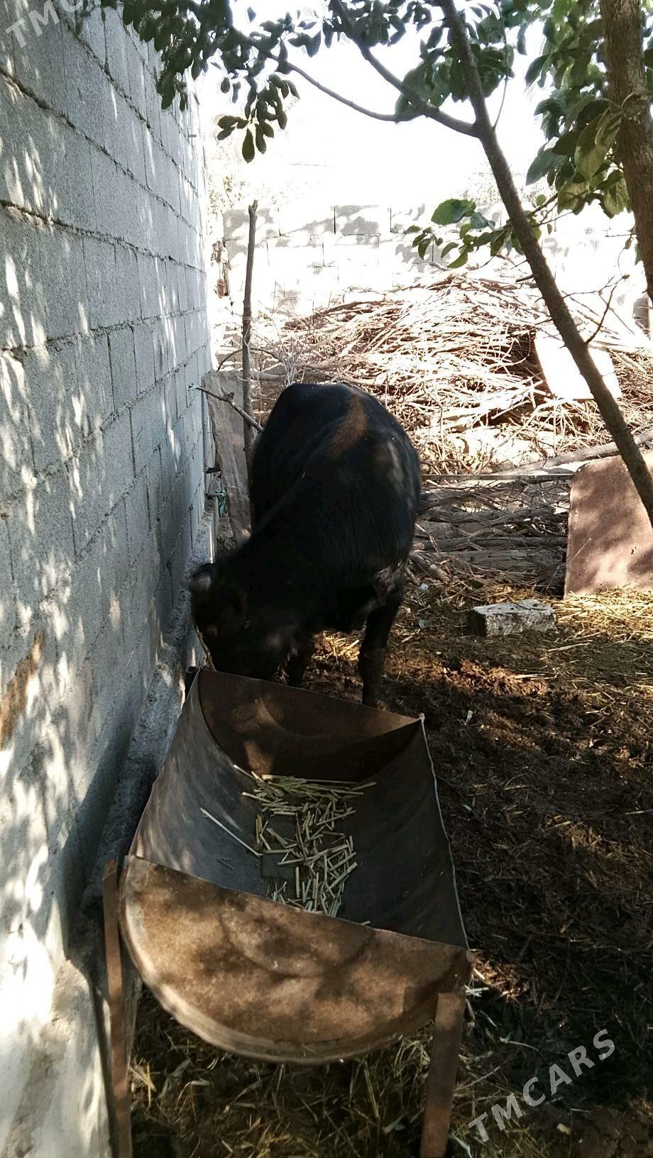 öküz 2-ýaşar - Bäherden - img 3