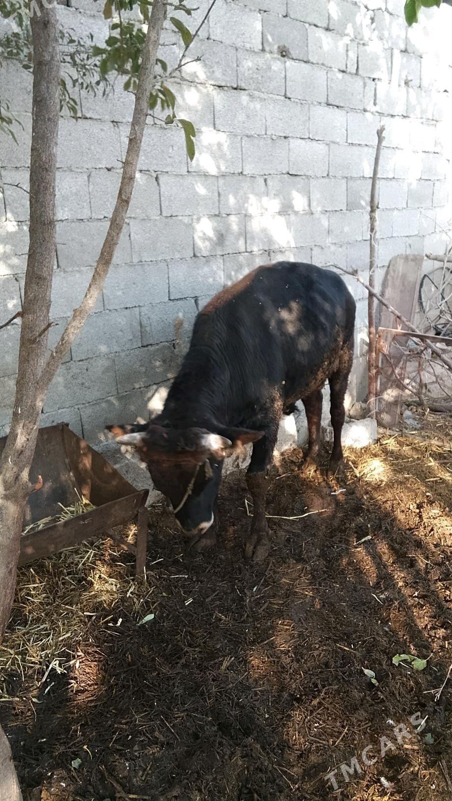 öküz 2-ýaşar - Bäherden - img 4