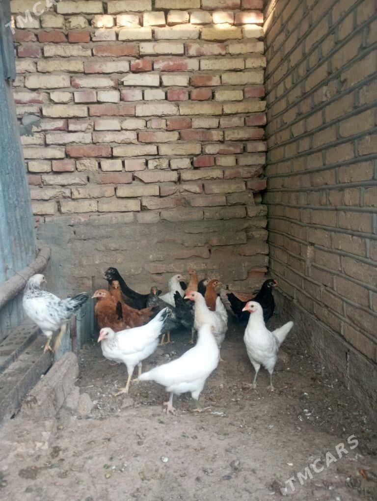 jujeler - Sakarçäge - img 3