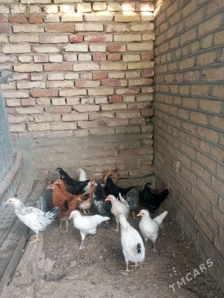 jujeler - Sakarçäge - img 1