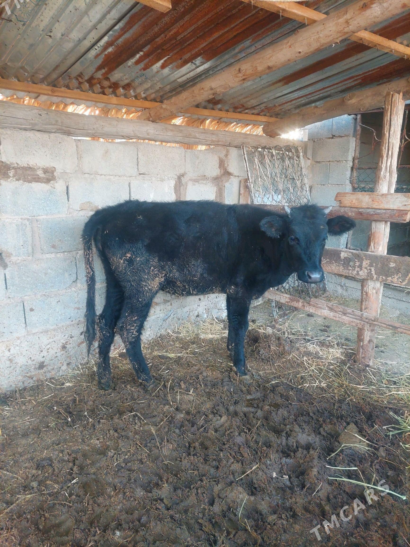 Tuwe - Gökdepe - img 3