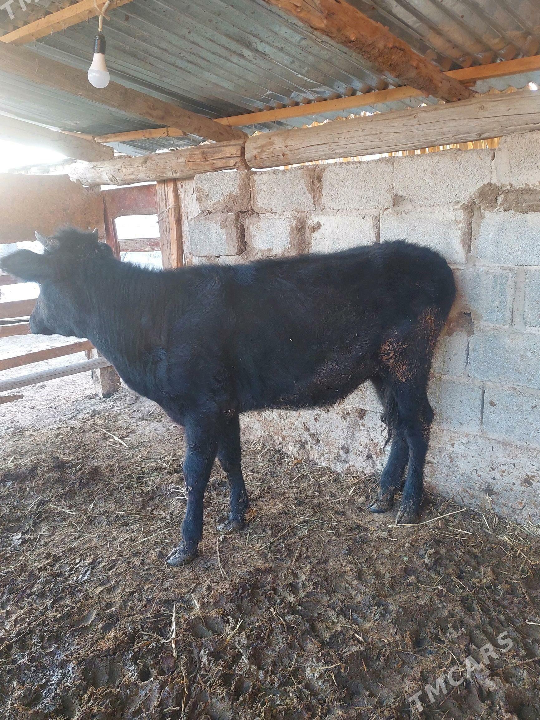 Tuwe - Gökdepe - img 2