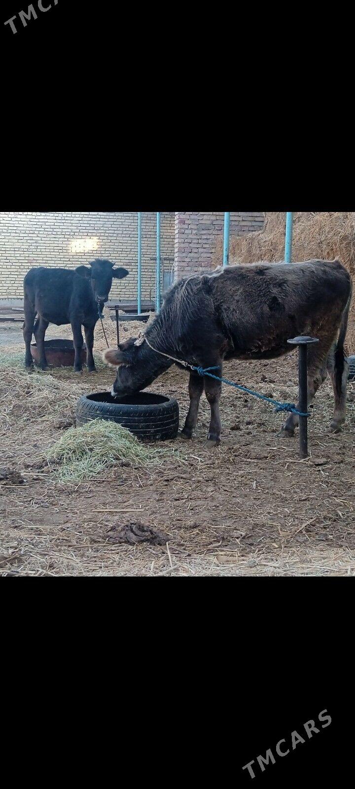 tüwe - Bäherden - img 3