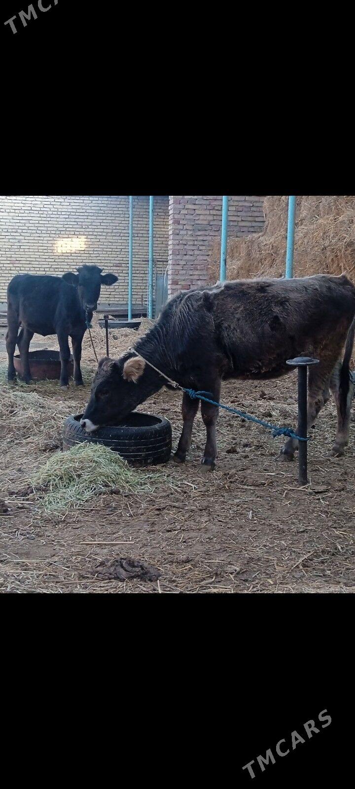 tüwe - Bäherden - img 2