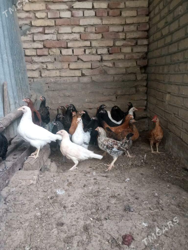 jujeler - Sakarçäge - img 2