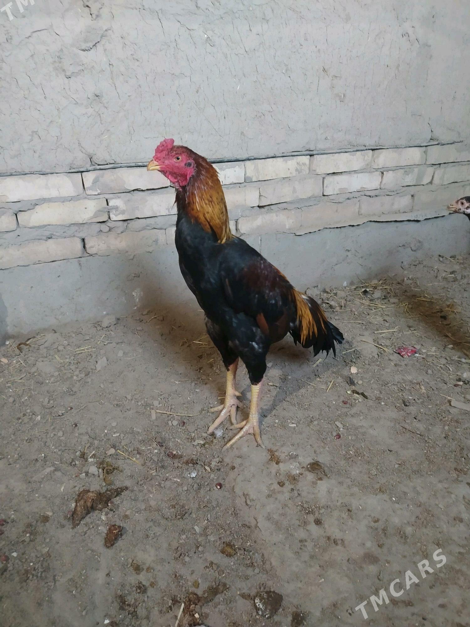 horaz - Daşoguz - img 2