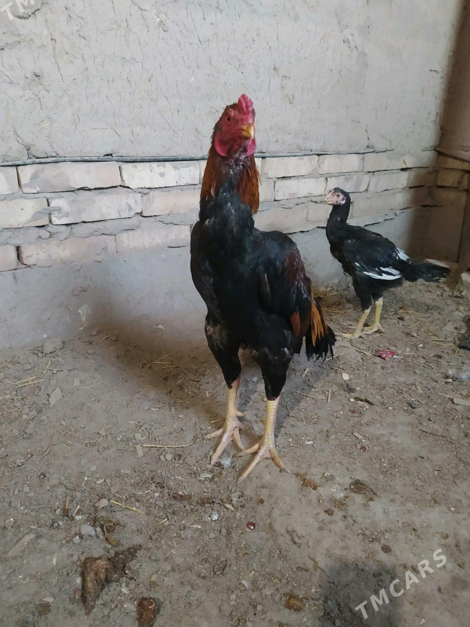 horaz - Daşoguz - img 3