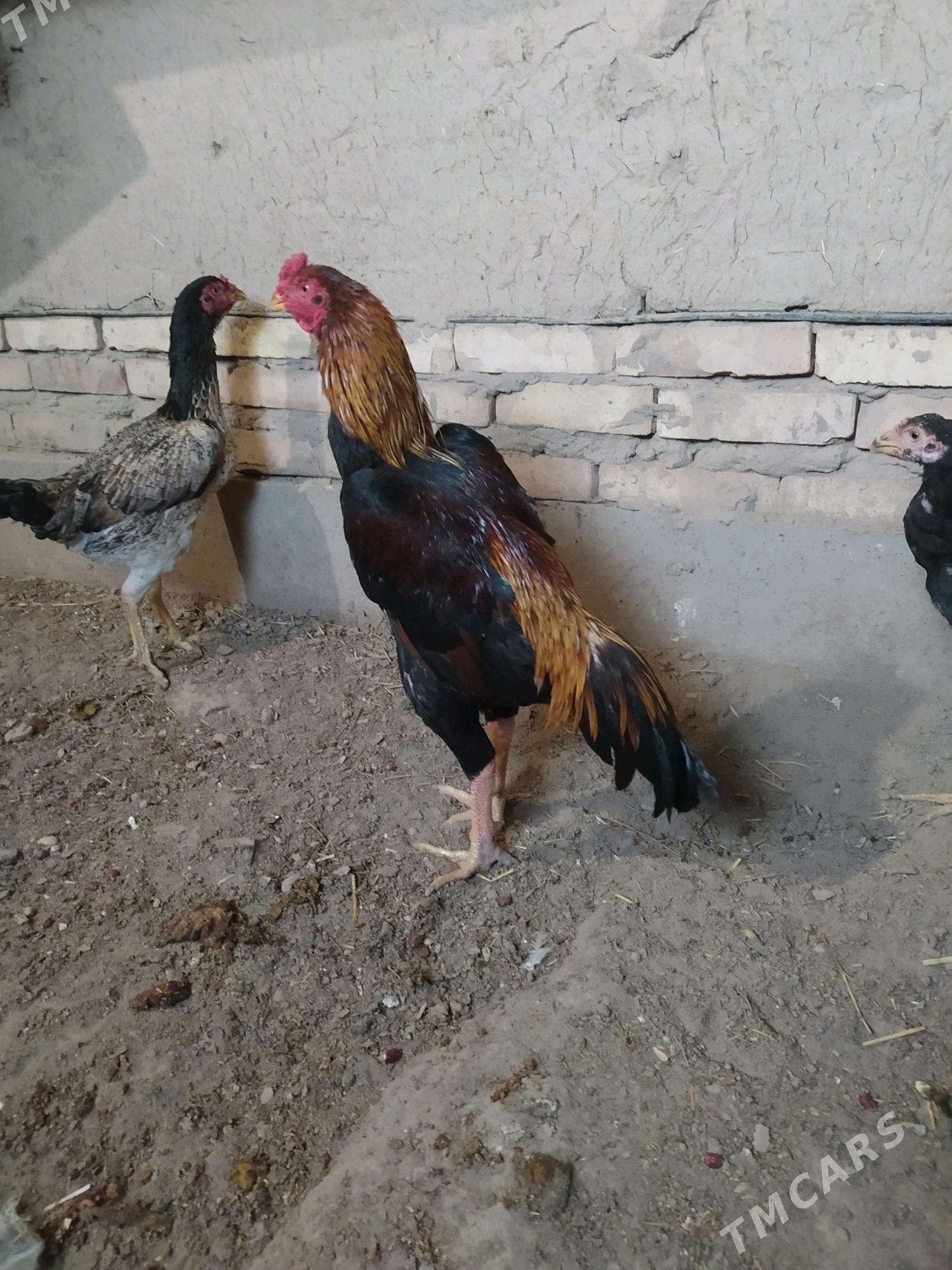 horaz - Daşoguz - img 1