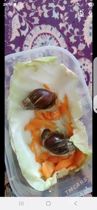 улитки - Baýramaly - img 2