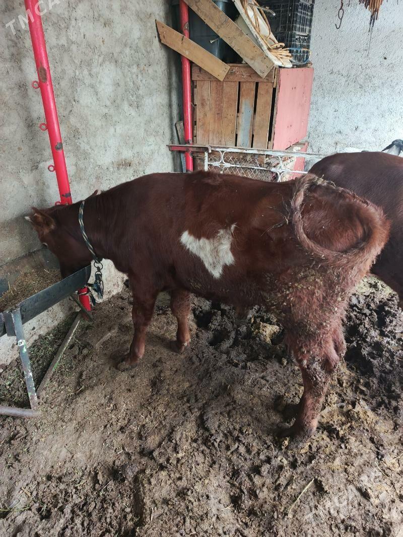 öküzler bakymda duran - Хитровка - img 4