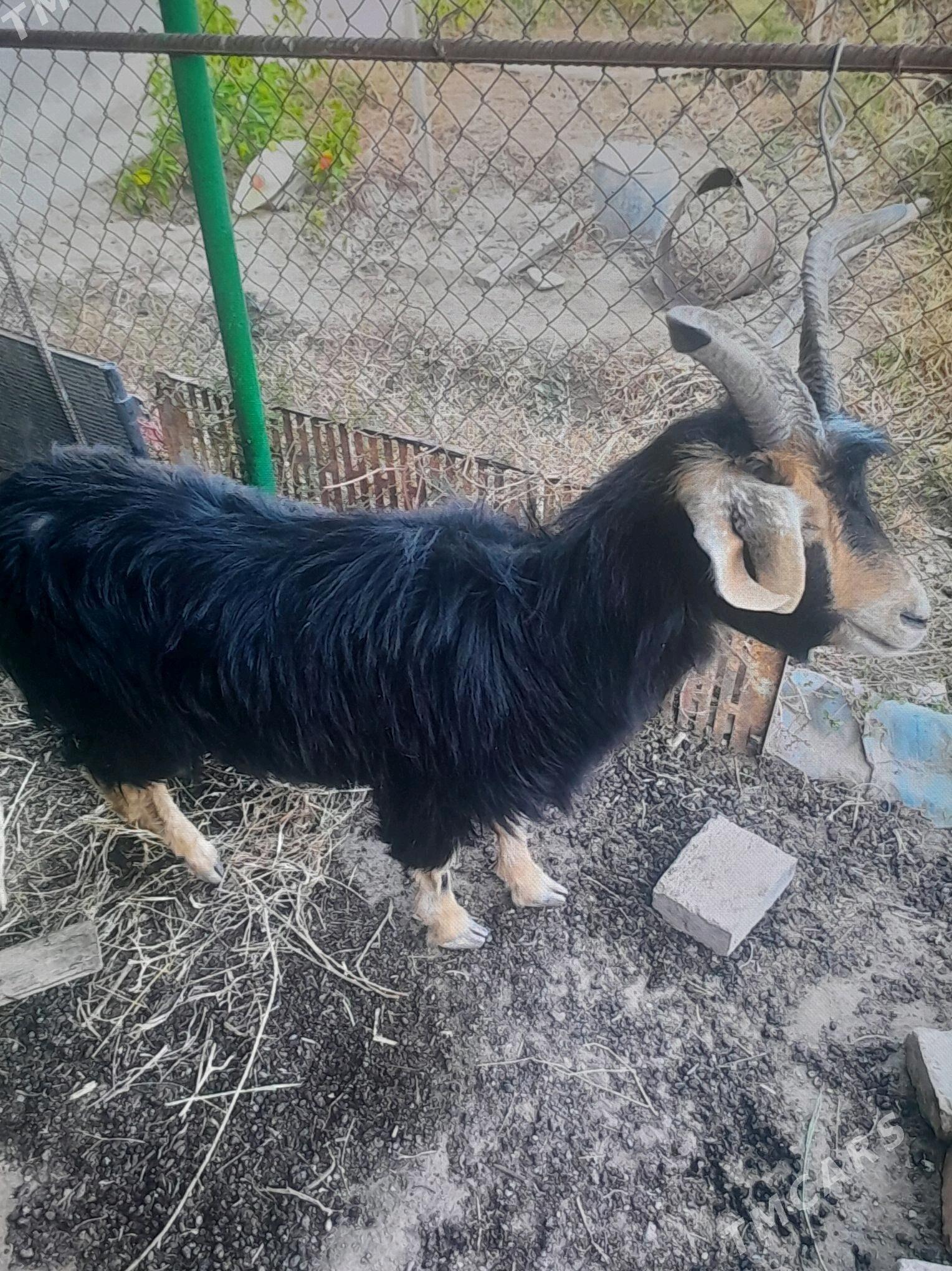 Geçi - Гызыларбат - img 1