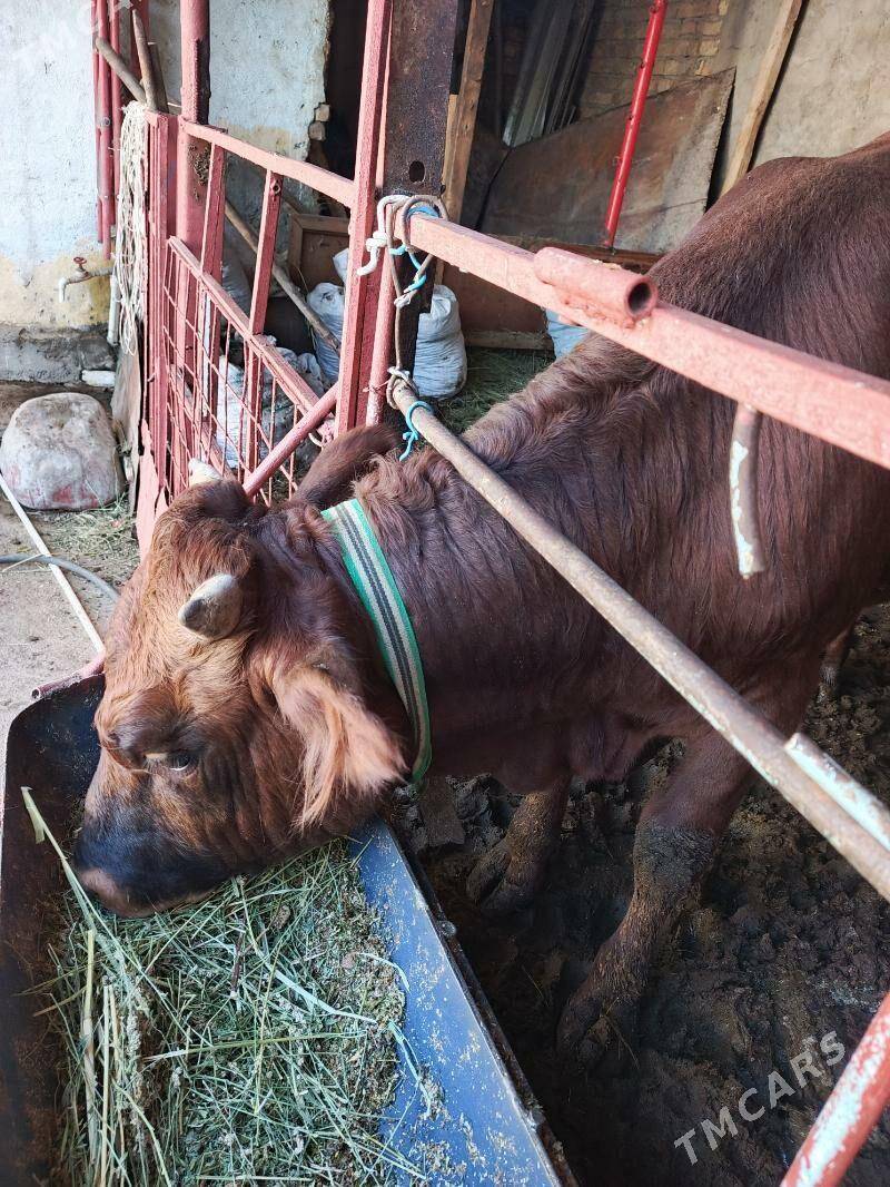 öküzler bakymda duran - Хитровка - img 3