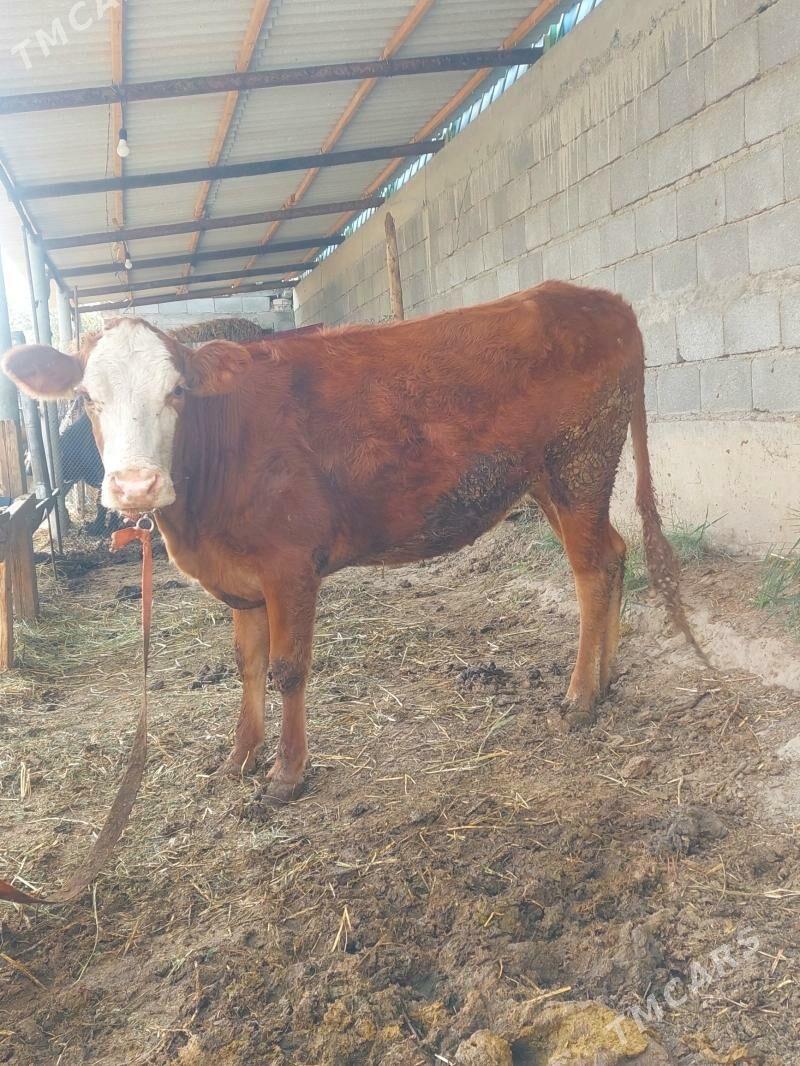 Tuwe Simental - Гёкдепе - img 1