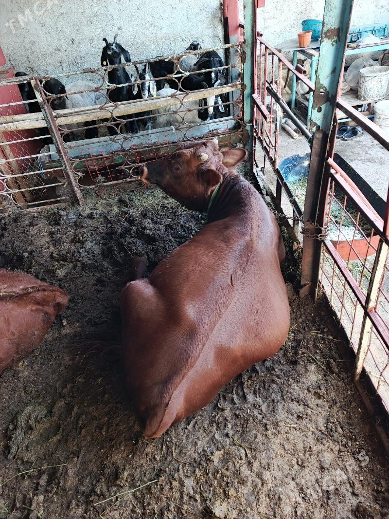 öküzler bakymda duran - Хитровка - img 1